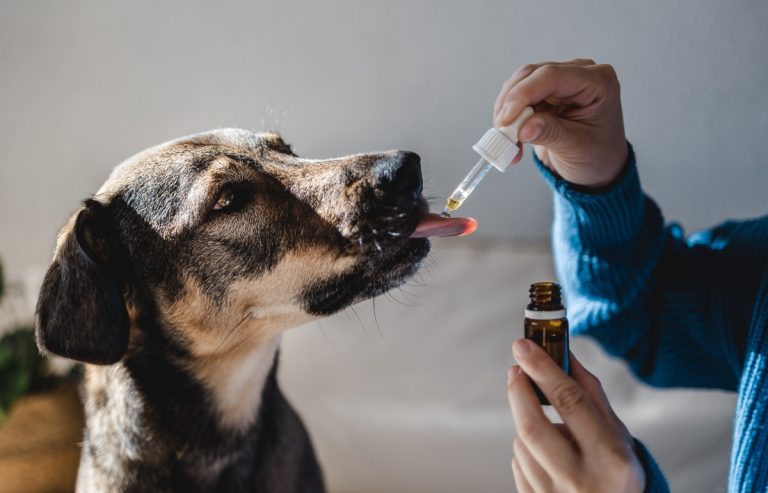 Learning CBD Dog Treats Side Effects: Pet Perks and Pitfalls